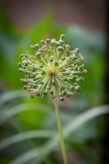 St Anthony's Gardens | York Conservation Trust | plants